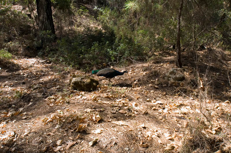 Rhodos200909_083